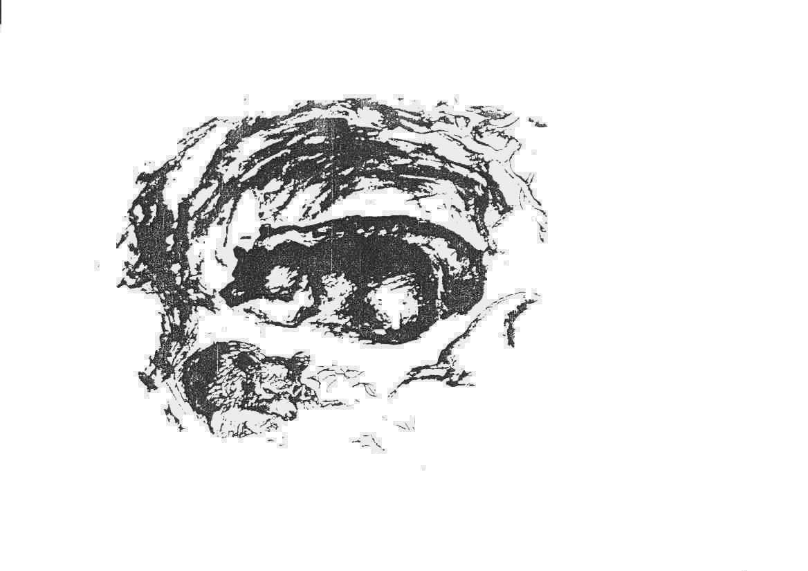 рис 6